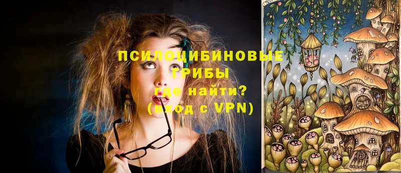 Псилоцибиновые грибы Cubensis  купить закладку  Касли 